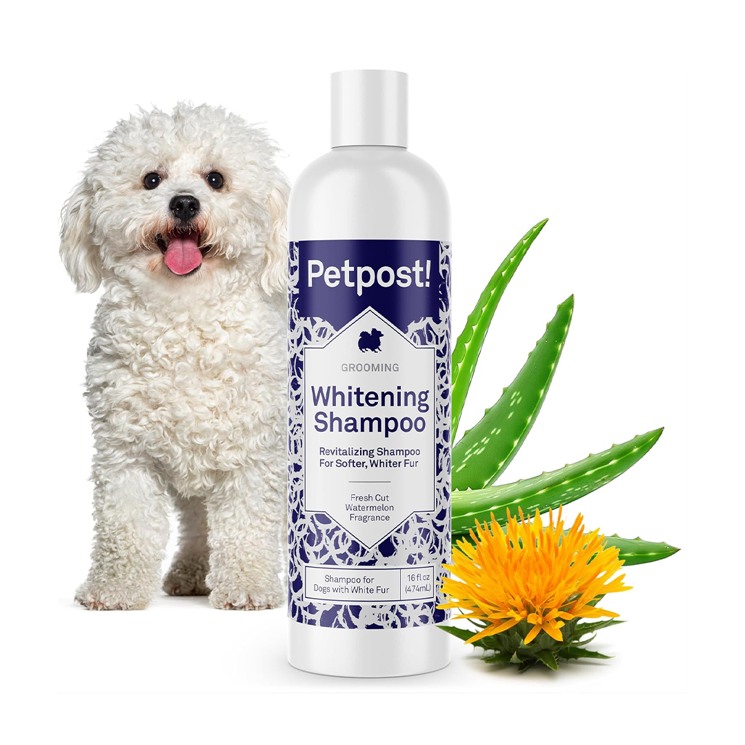 Petpost | Dog Whitening Shampoo - Best Lightening Treatment for Dogs with White Fur - Soothing Watermelon Scent - Maltese, Shih Tzu, Bichon